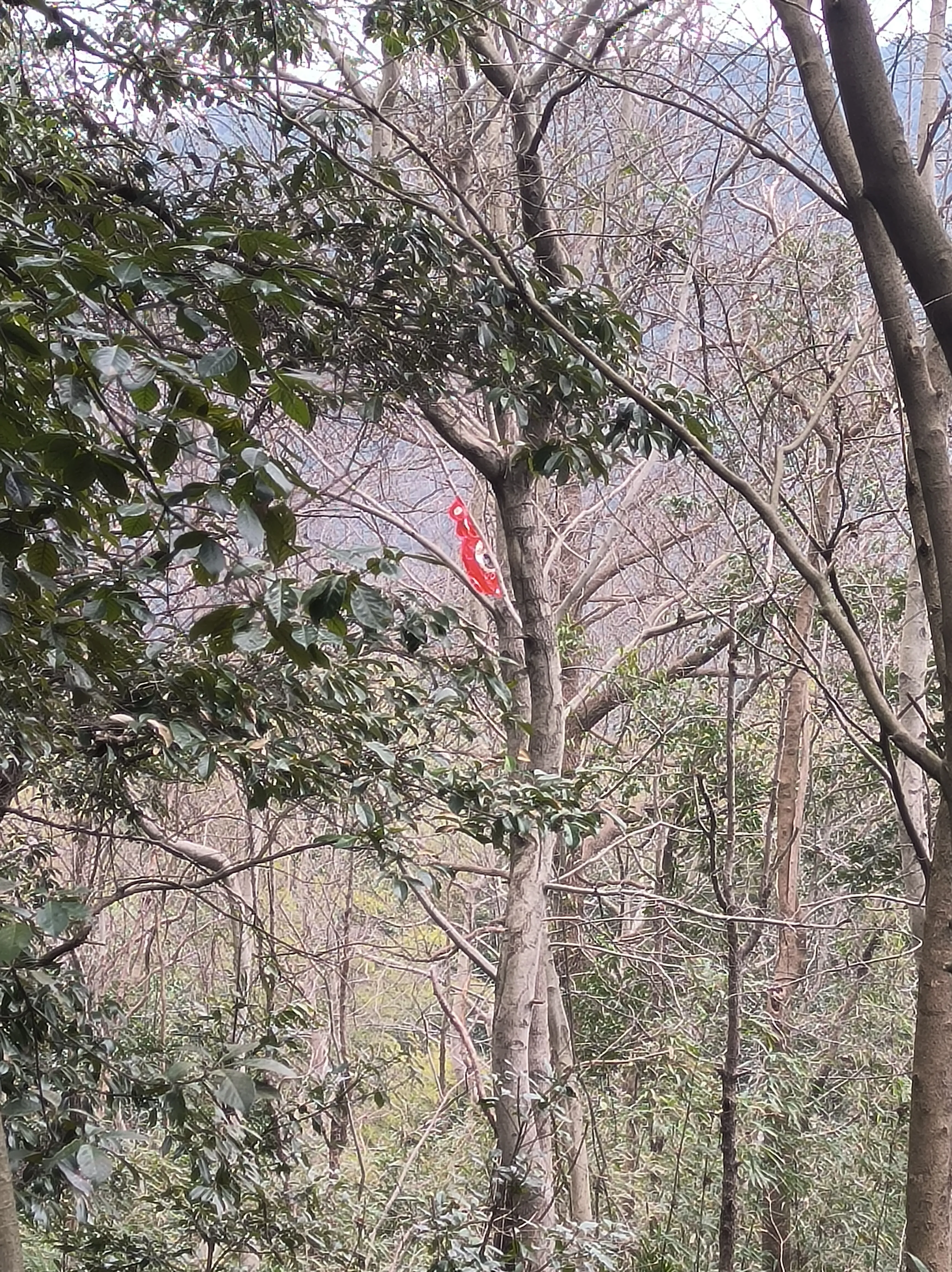 草莓熊